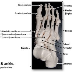 Superior view of the foot