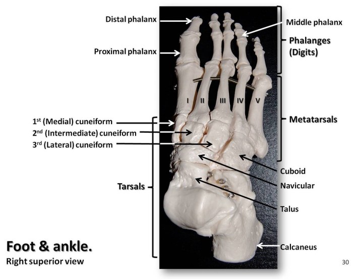 Superior view of the foot