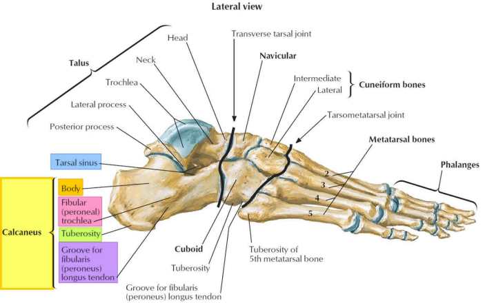 Foot limb anatomy medial phalanges divided