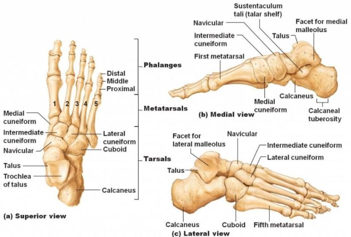 Foot dorsal anatomy dorsum october