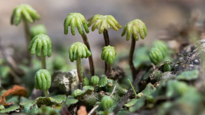 First plant on earth crossword