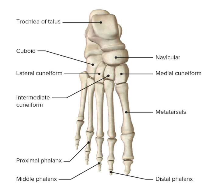 Superior view of the foot