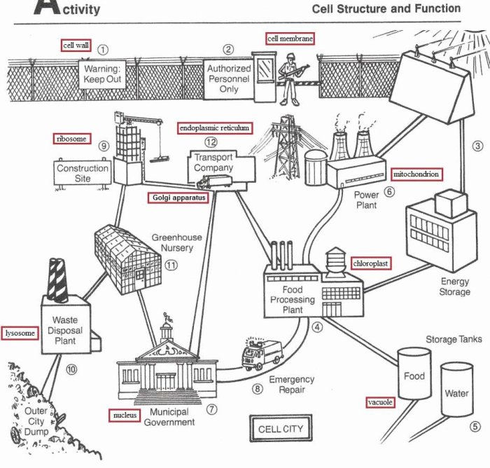 Cell city worksheet answers pdf