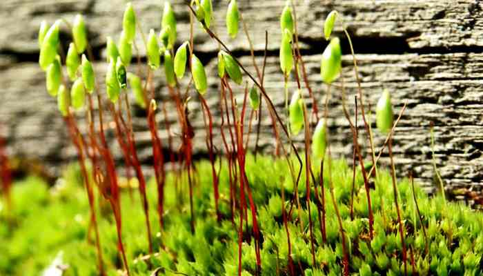 First plant on earth crossword