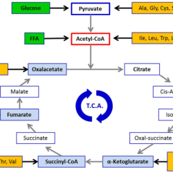 Worksheet determination of protein amino acids